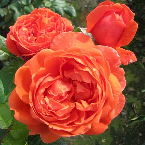 Роза парковая Самэр Сонг